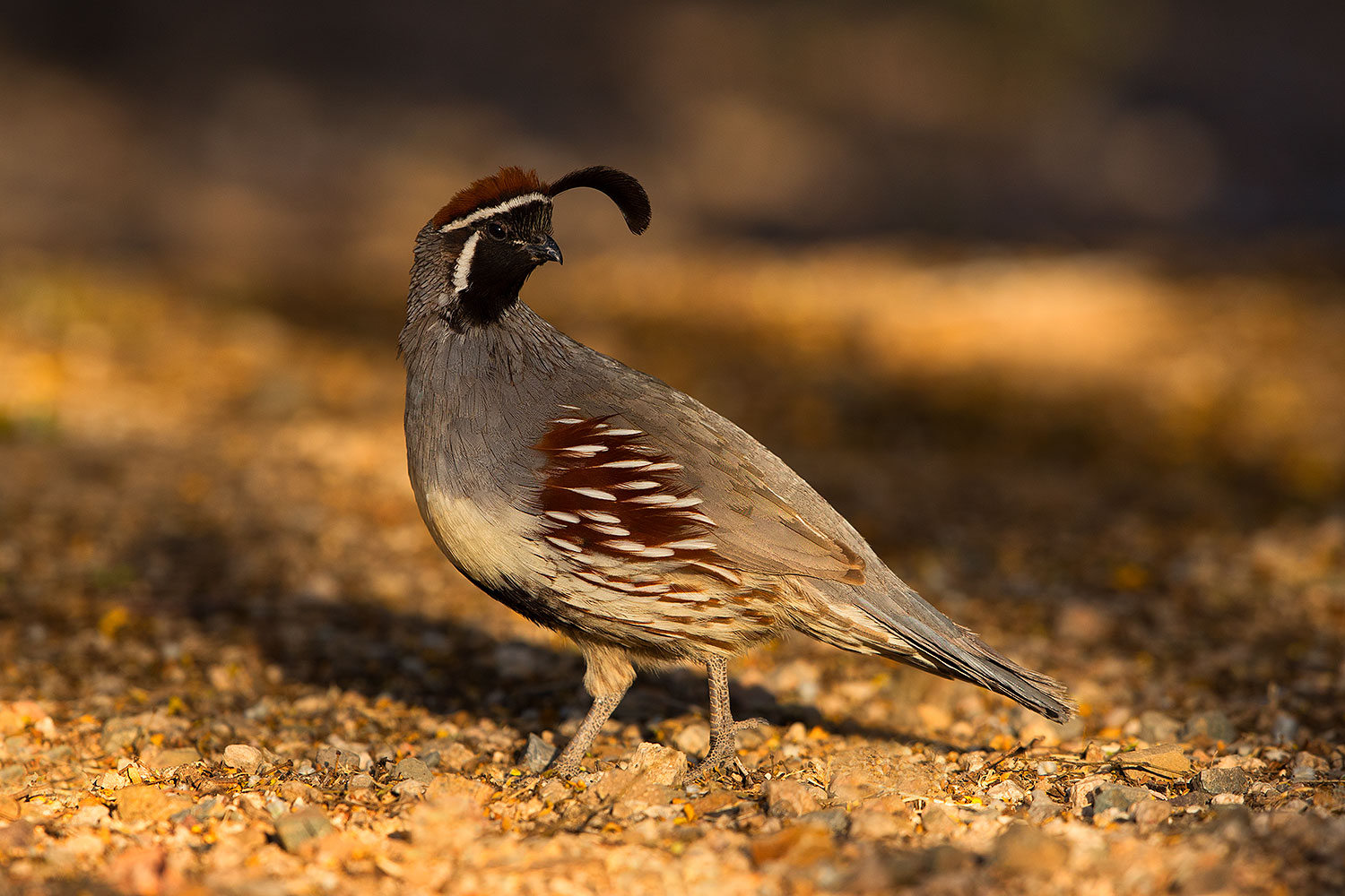 2019-05-10-gv-quail-viv1-5d4_1828