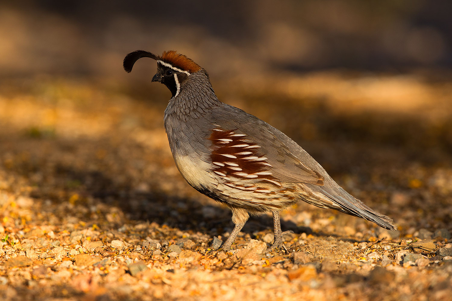 2019-05-10-gv-quail-viv1-5d4_1839
