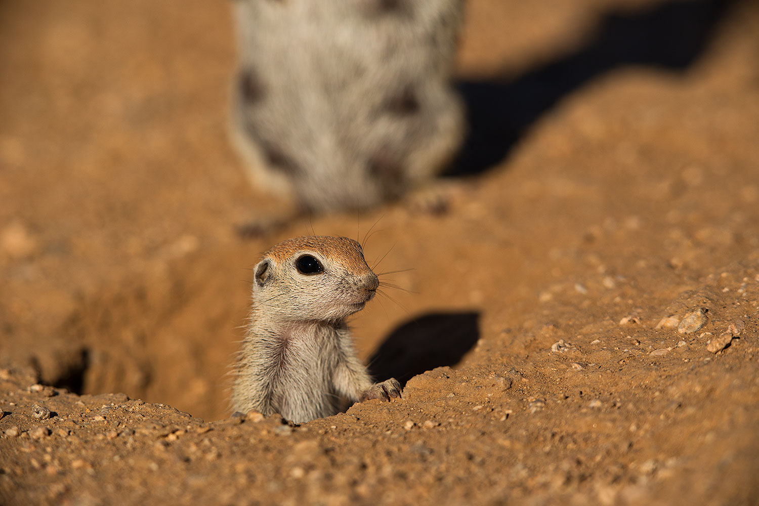 2019-05-13-gv-creatures-viv1-5d4_2114