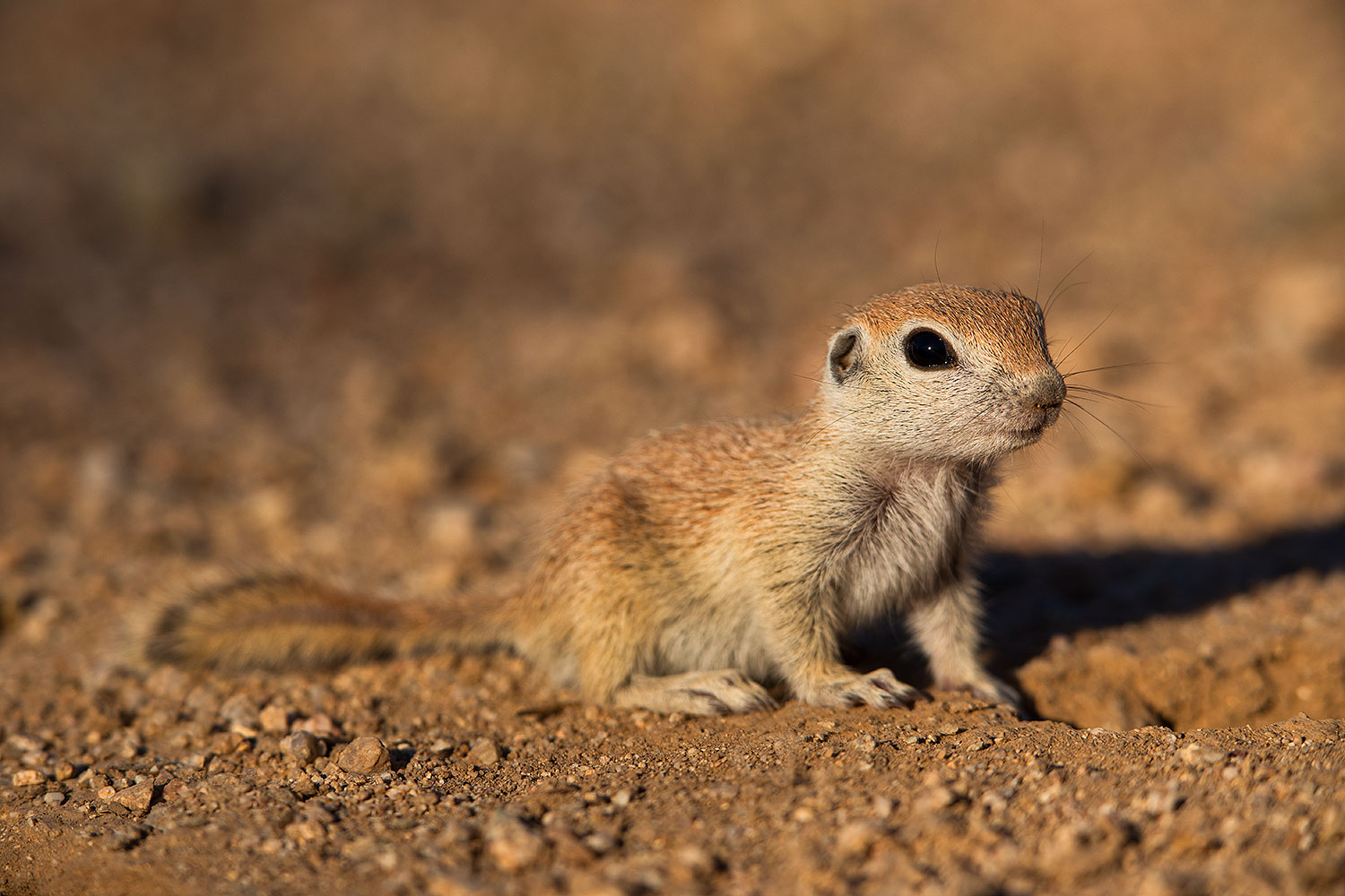 2019-05-13-gv-creatures-viv1-5d4_2189