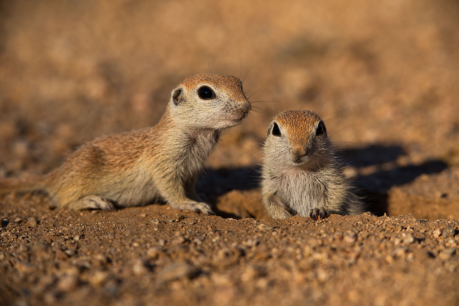 2019-05-13-gv-creatures-viv1-5d4_2225