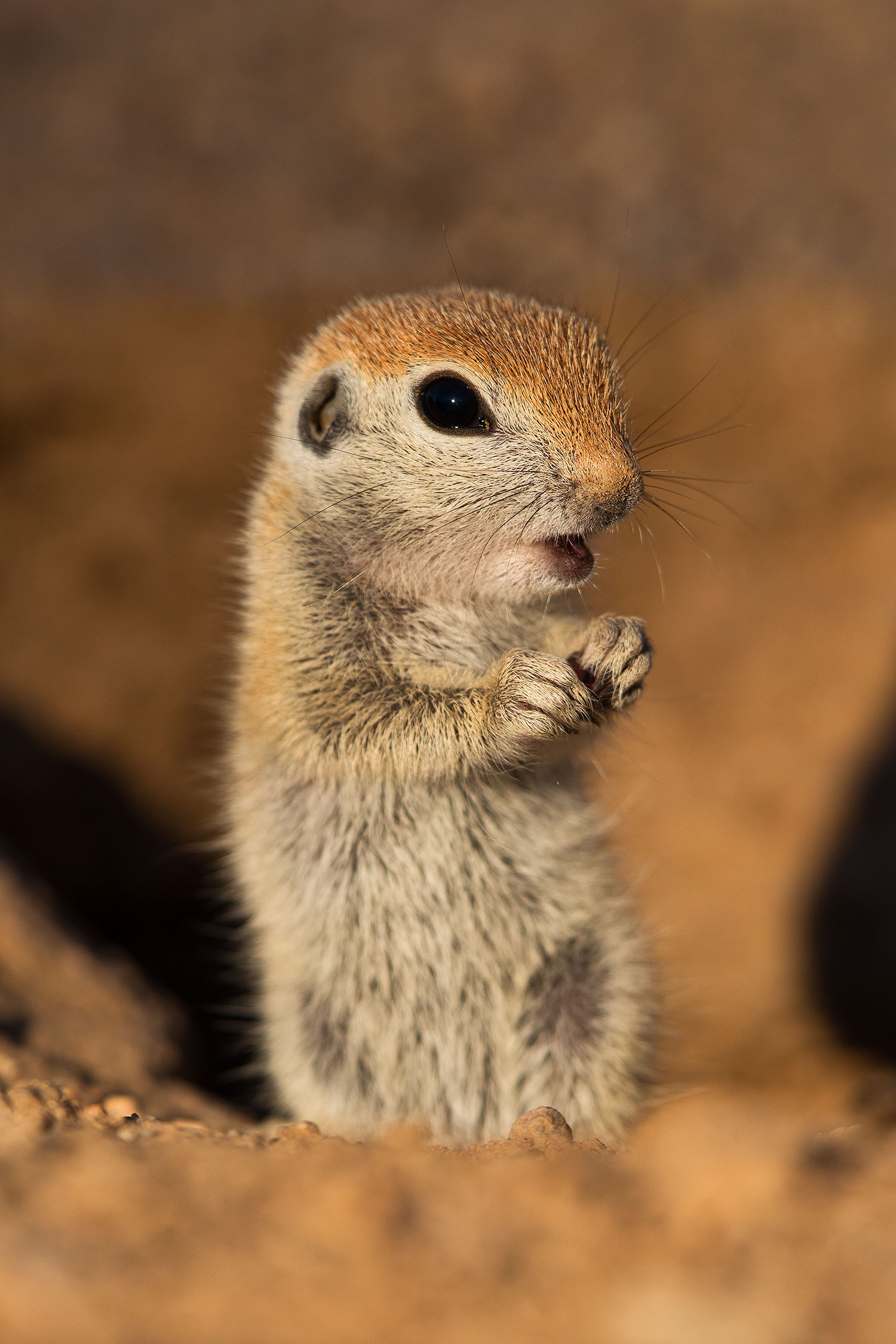 2019-05-13-gv-creatures-viv1-5d4_2374v