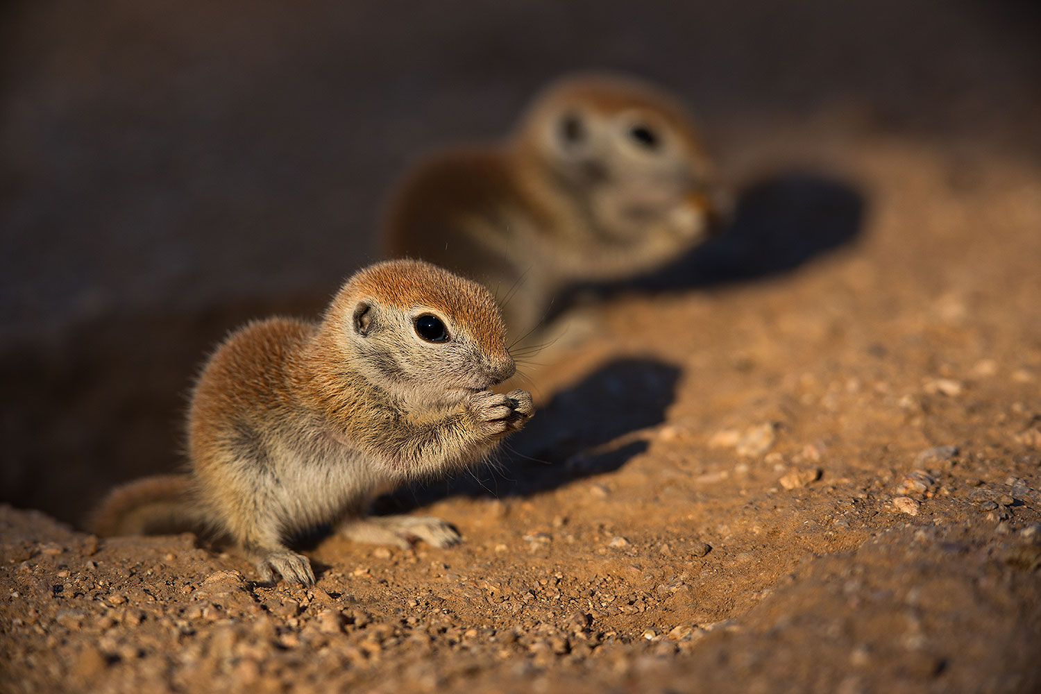 2019-05-13-gv-creatures-viv1-5d4_2800