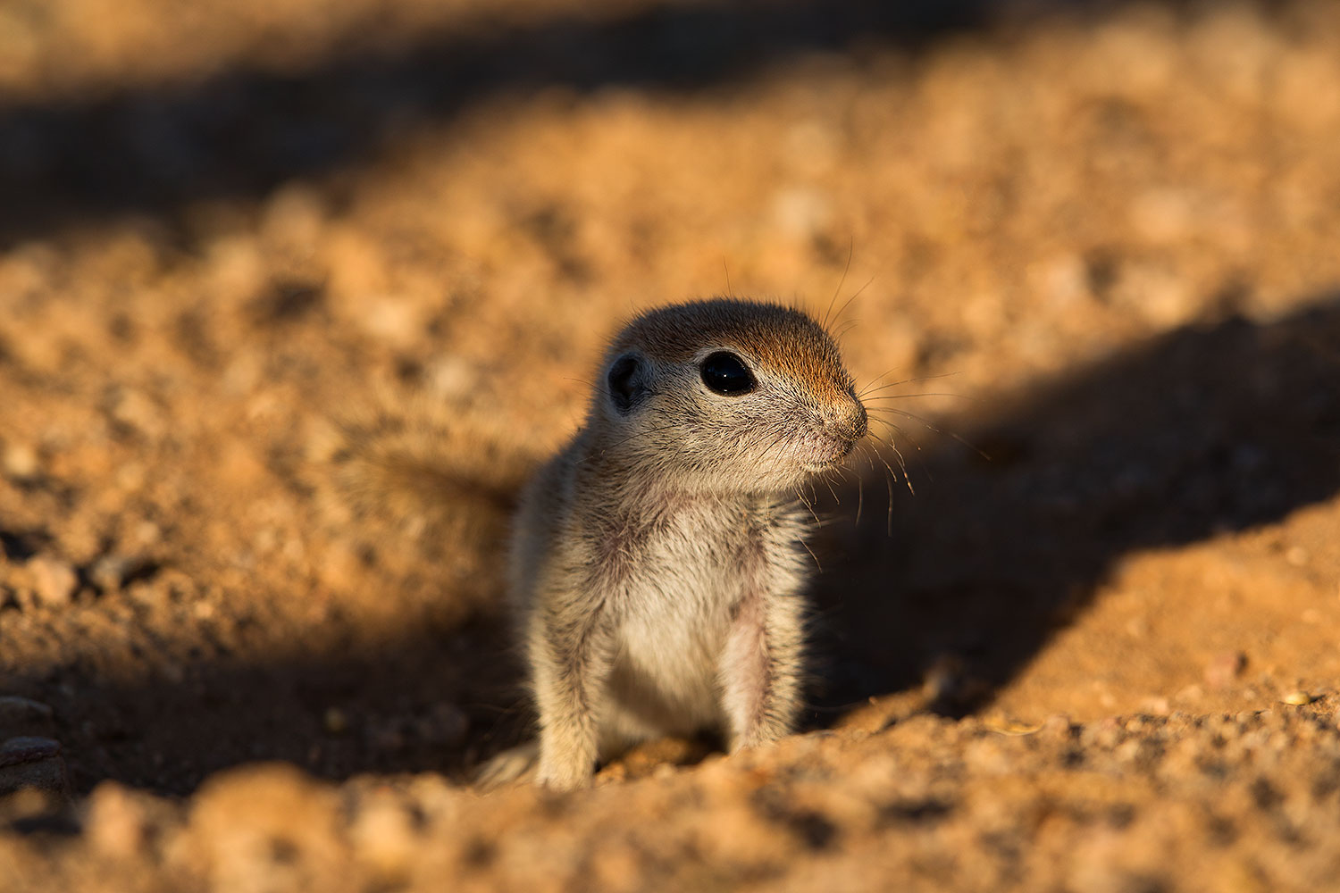 2019-05-13-gv-creatures-viv1-5d4_3128