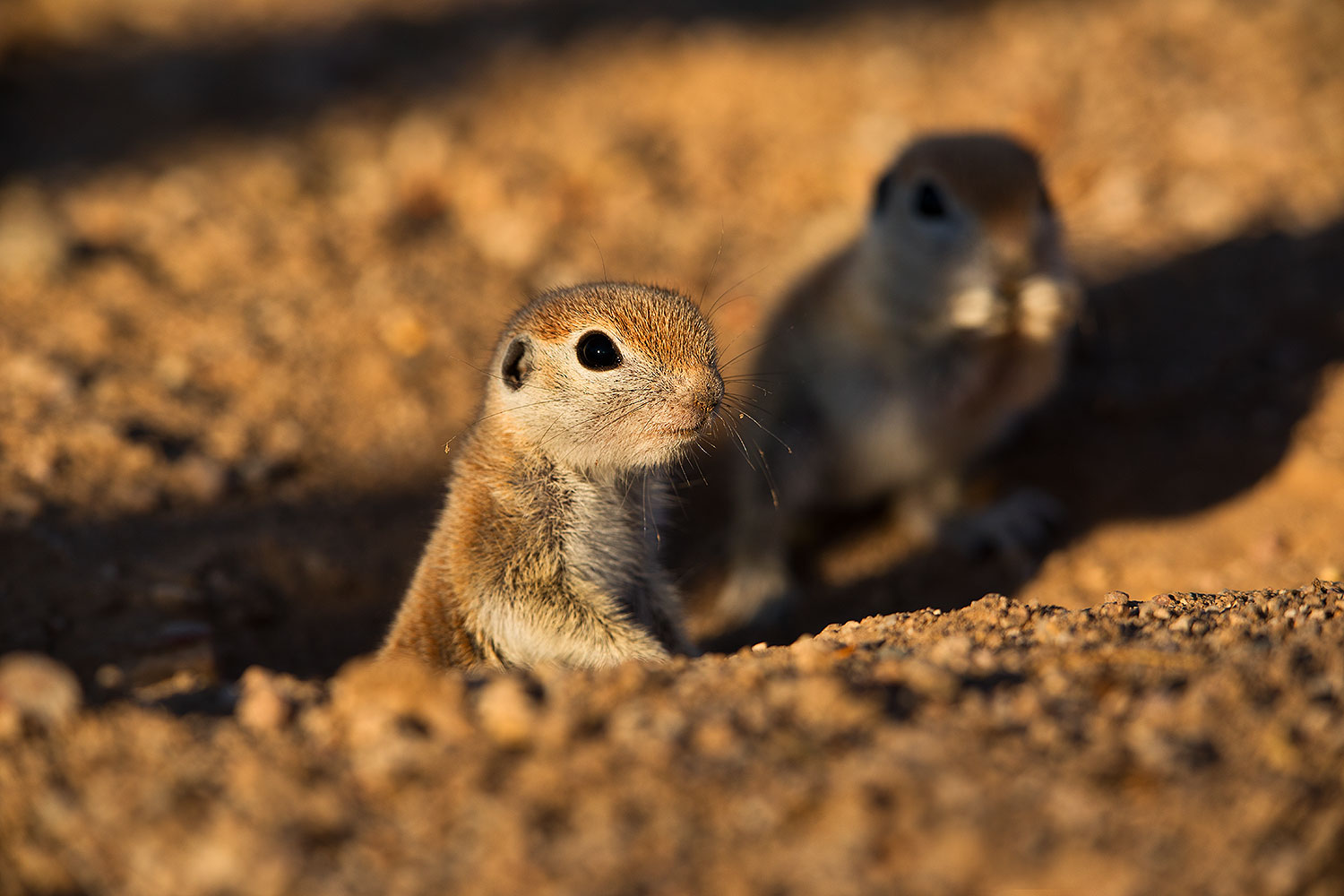 2019-05-13-gv-creatures-viv1-5d4_3204