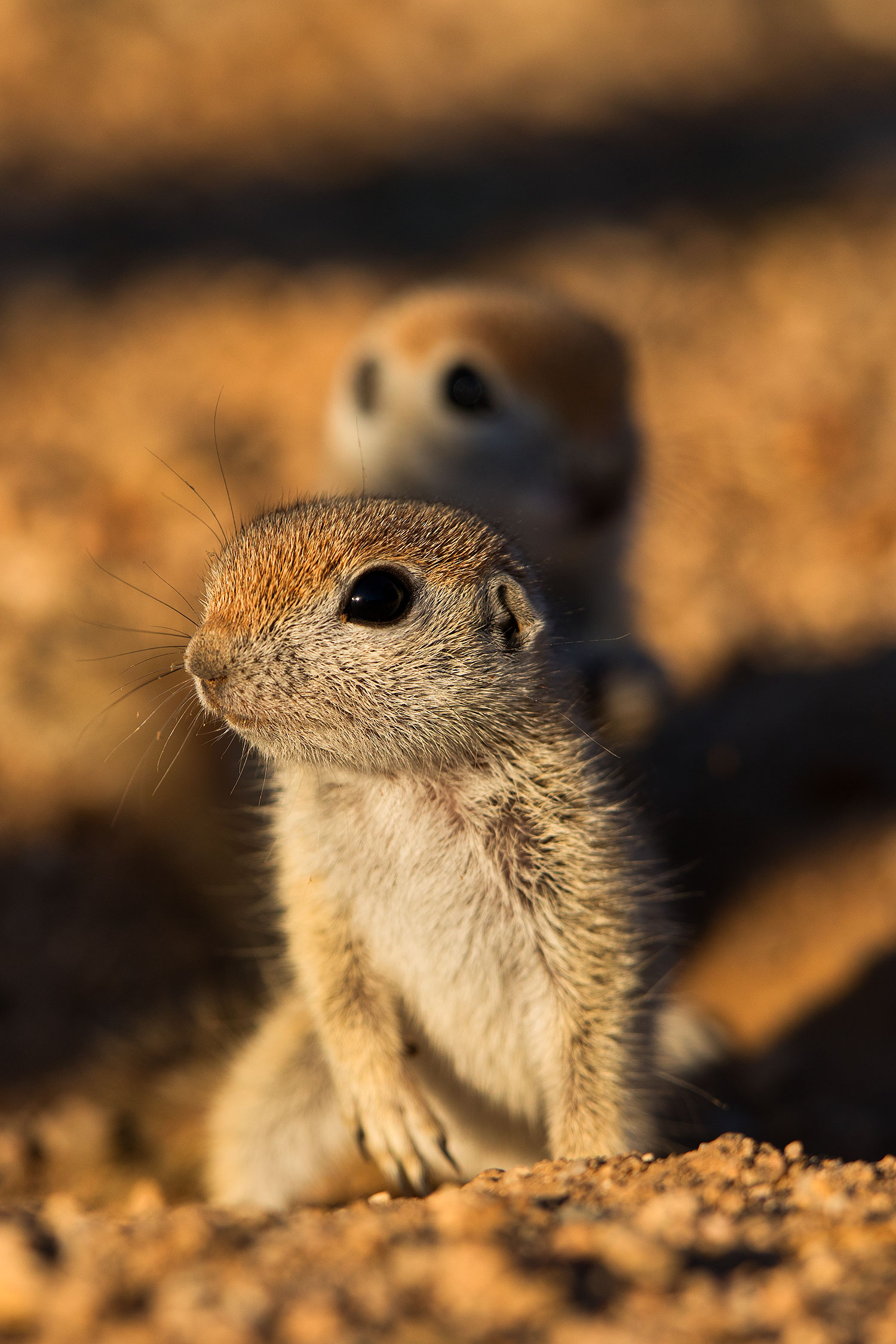 2019-05-13-gv-creatures-viv1-5d4_3300v