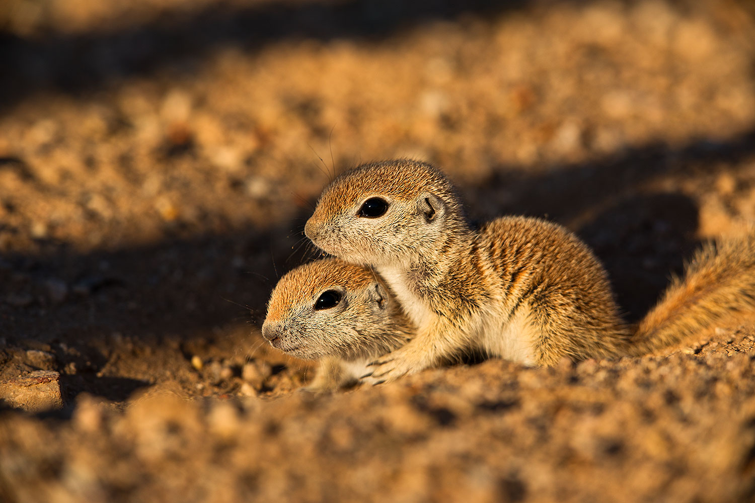 2019-05-13-gv-creatures-viv1-5d4_3368