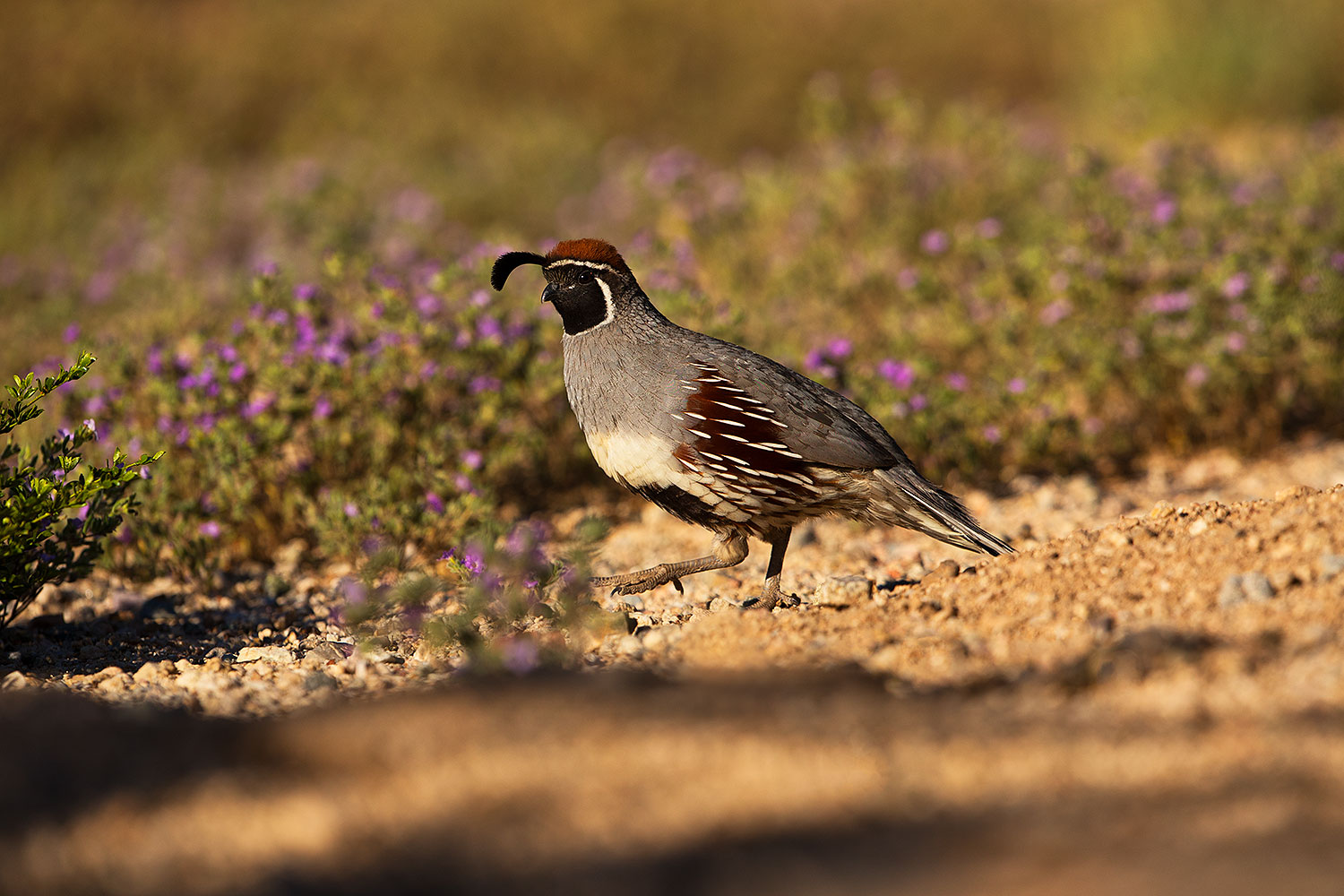 2019-05-13-gv-quail-viv1-5d4_2018