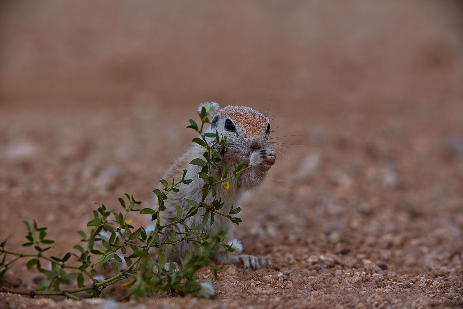 2019-05-14-gv-creatures-ton1-5d4_3901