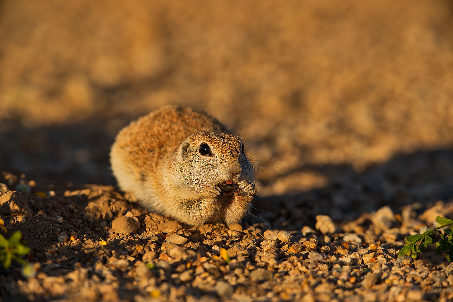 2019-05-14-gv-creatures-ton1-5d4_4819