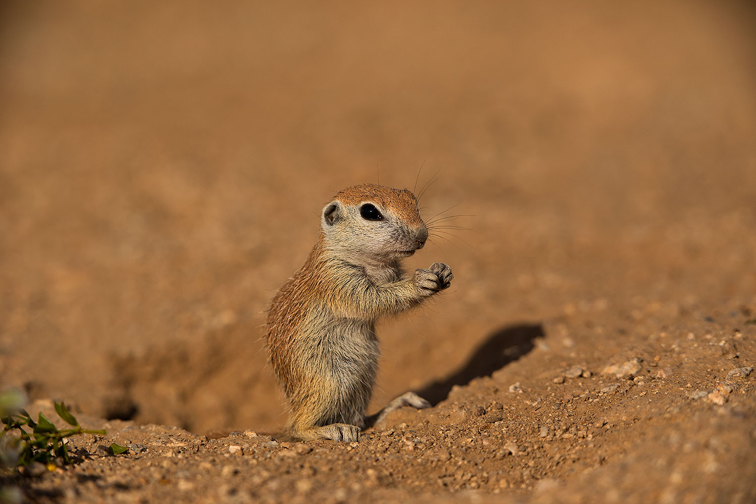 2019-05-15-gv-creatures-viv1-5d4_5544