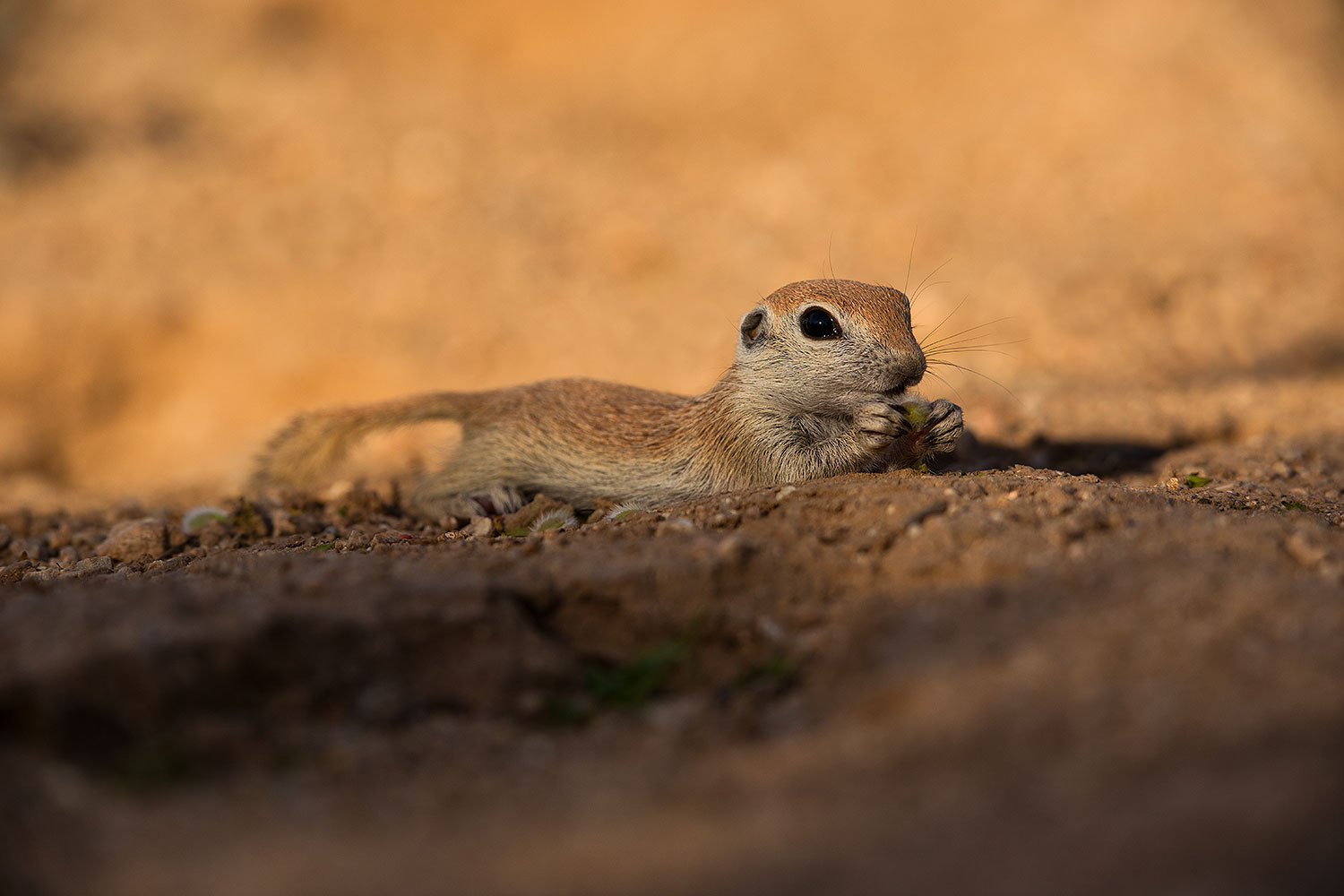 2019-05-15-gv-creatures-viv1-5d4_5689