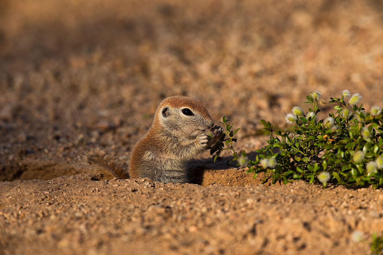 2019-05-17-gv-creatures-viv1-5d4_7574