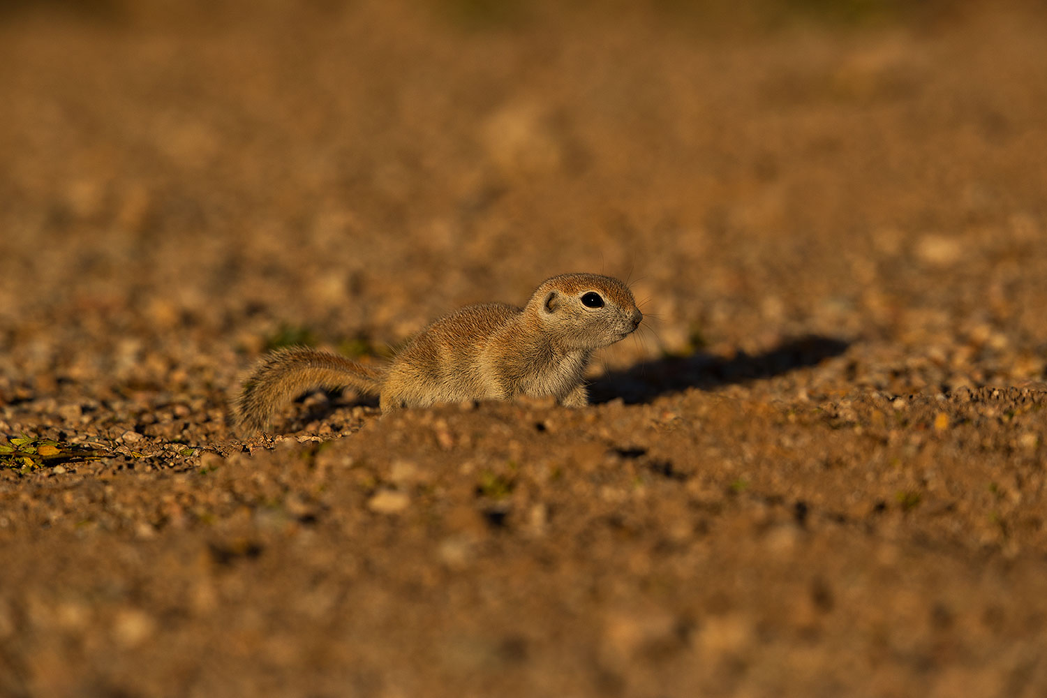 2019-05-21-gv-creatures-ton1-5d4_9915