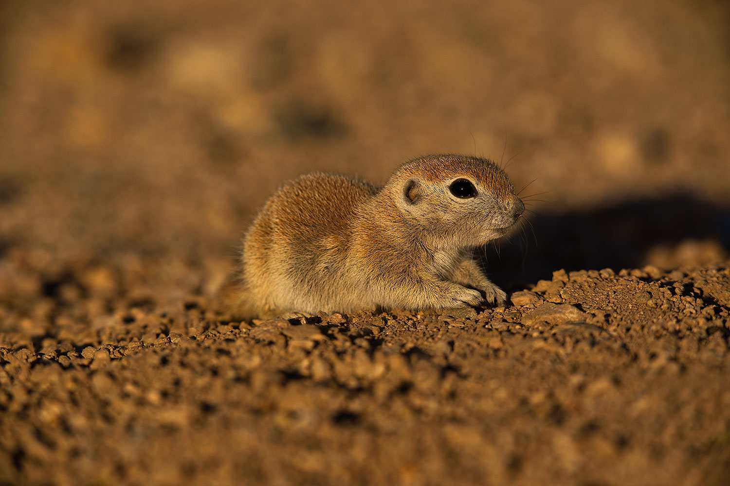 2019-05-21-gv-creatures-viv1-5d4_9875