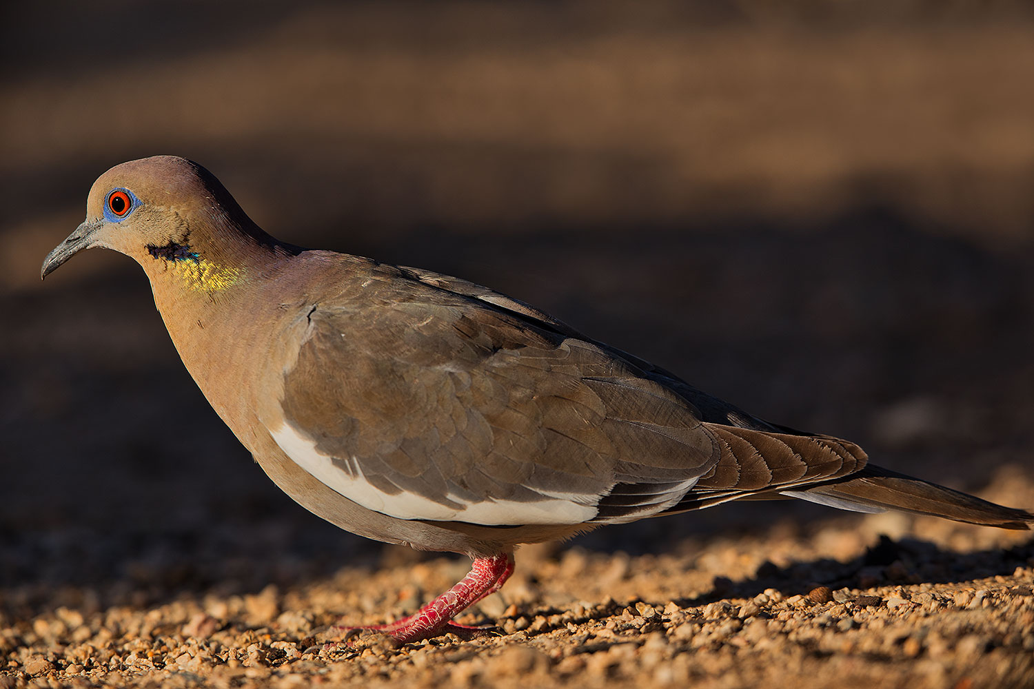 2019-05-25-gv-dove-ton1-5d4_12705