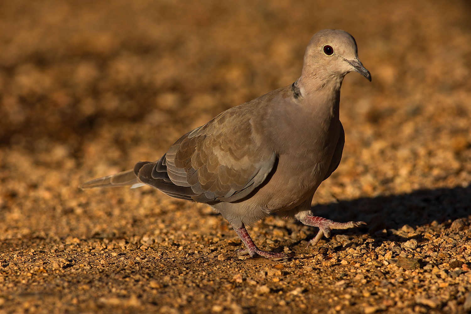 2019-06-05-gv-dove-viv1-a7r3_15172