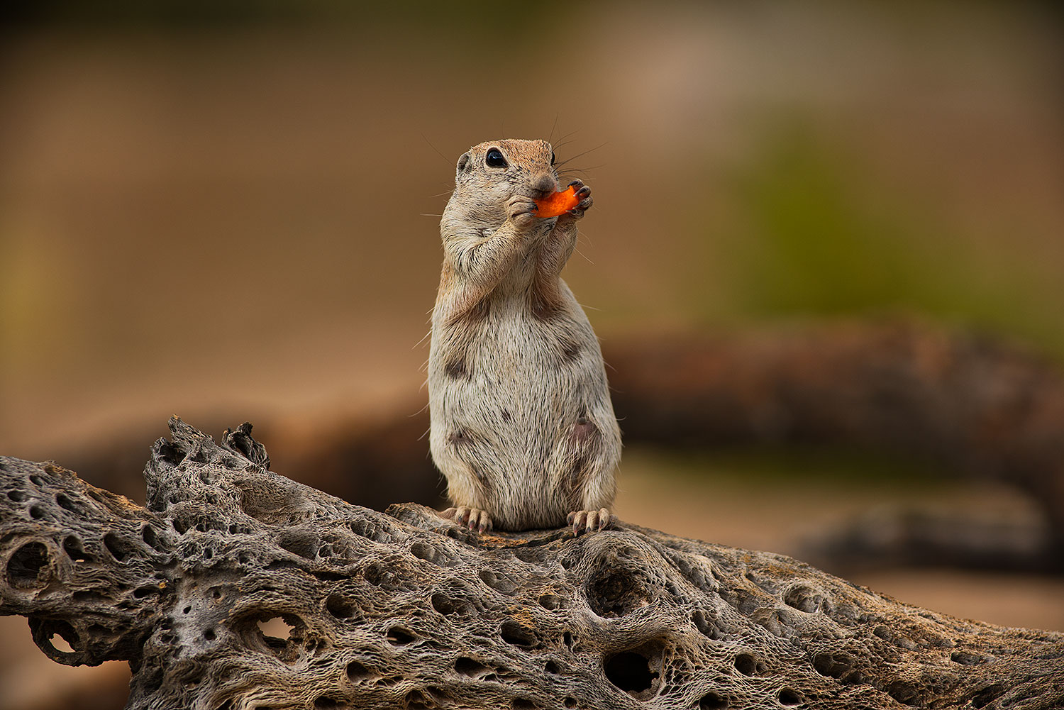 2019-06-06-gv-creatures-viv1-a7r3_15381