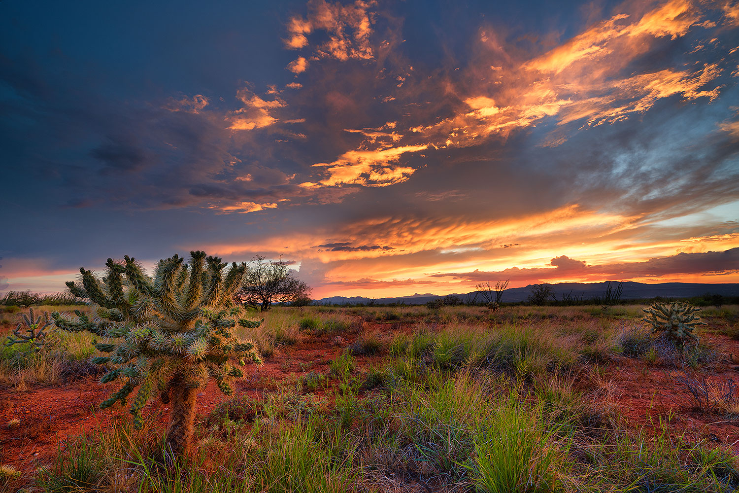 2019-08-04-gv-cholla-ton1-2to4-a7r3_17951