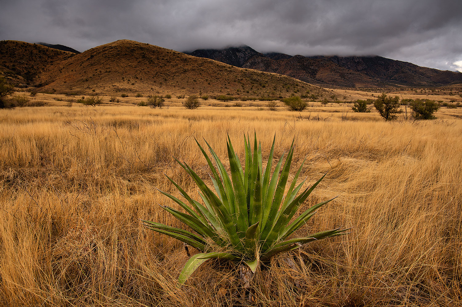 2020-01-22-box-agave-7to9n2-a7r3_21436
