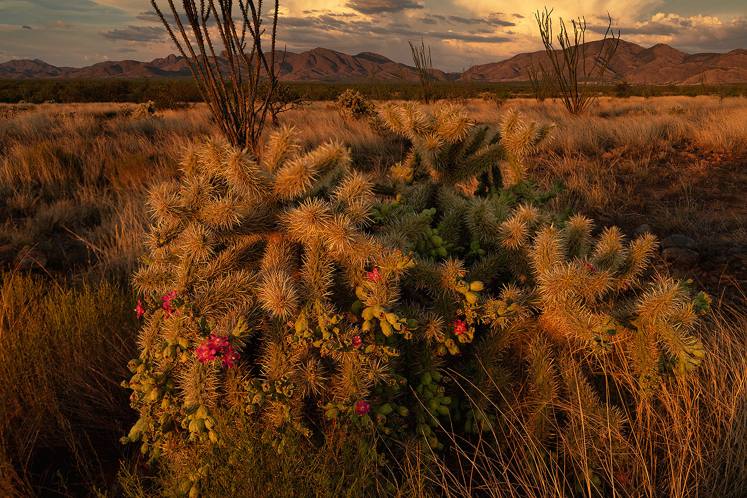 2020-07-14-rita-cholla-00-a7r3_28791
