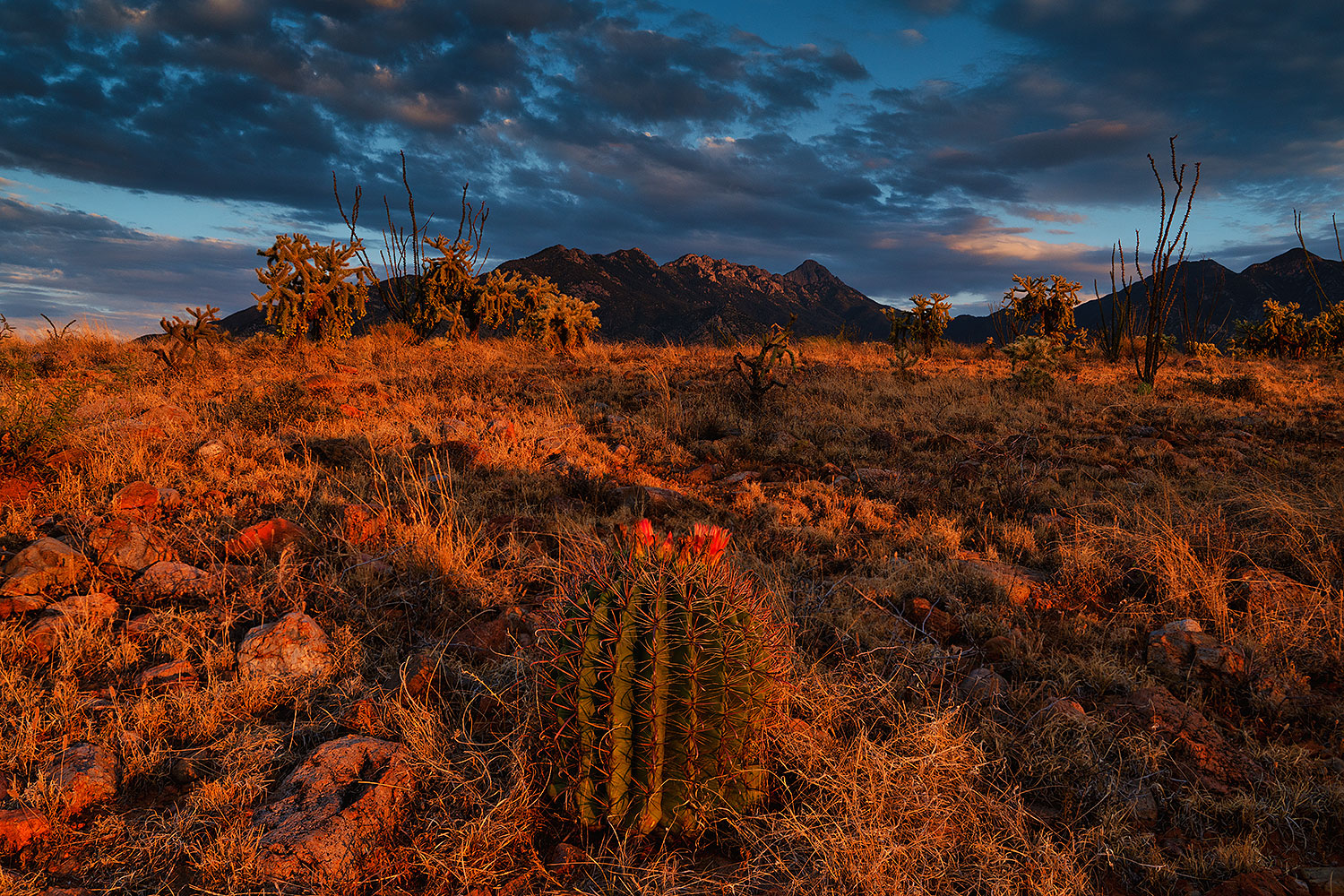 2020-08-10-st-rita-mtns-44-a7r3_30336